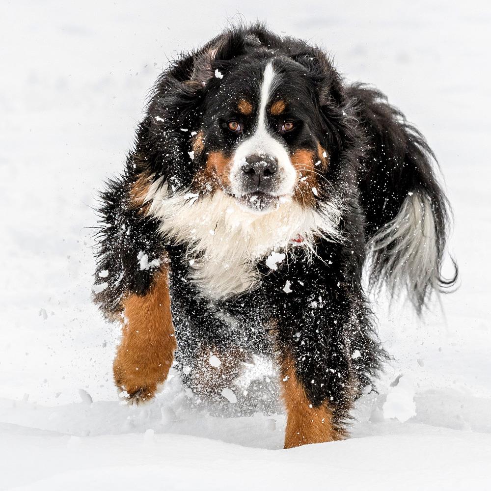Köpeklerde Kış Bakımı Ve Kışın Dikkat Edilecek Konular